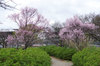 20180316kohiganzakura2.jpg