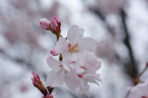 20180319kohiganzakura.jpg