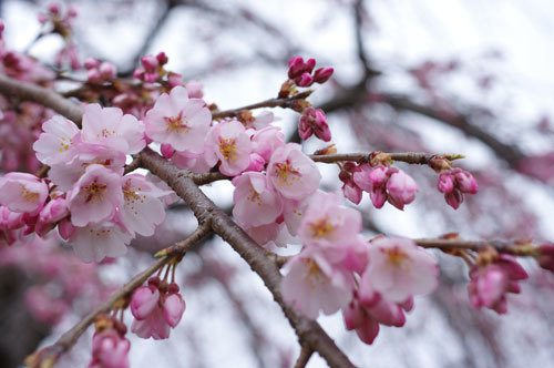 20180320sidarezakura1.jpg