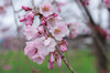 20180320sidarezakura2.jpg