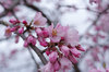 20180320sidarezakura3.jpg
