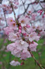 20180322sidarezakura1.jpg