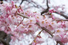 20180322sidarezakura2.jpg