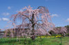 20180323sidarezakura.jpg