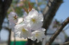 20180328sanosakura3.jpg