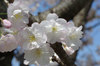 20180329sanosakura.jpg