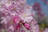 20180329sidarezakura.jpg