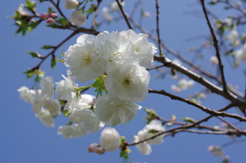 20180329sirotae.jpg