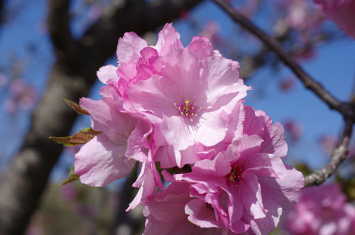 20180330koka1.jpg