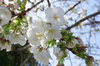 20180330taihaku1.jpg