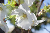 20180330taihaku2.jpg