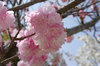 20180402itokukuri.jpg