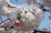 20180402shogetu2.jpg