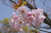 20180402suzaku.jpg
