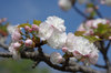 20180403itiharatoranoo2.jpg