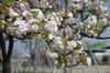 20180403itiharatoranoo3.jpg