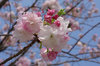 20180404hukurokuju2.jpg