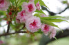 20180406kenrokuenkikuzakura.jpg