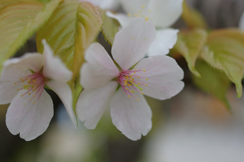 20180408yamazakura.jpg