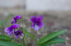 20180410sumire.jpg