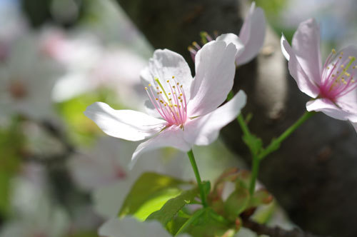 20180410yamazakura.jpg