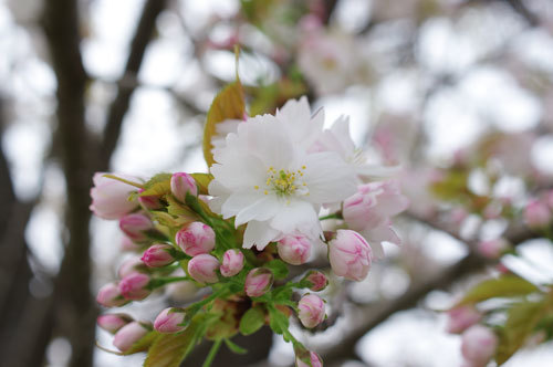 20180412narayaezakuyra.jpg