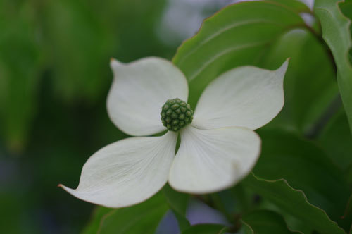 20180502yamabosi.jpg