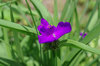 20180516oomurasaki.jpg
