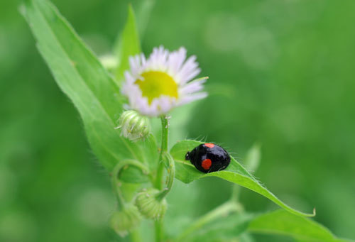 20180528tentomusi.jpg