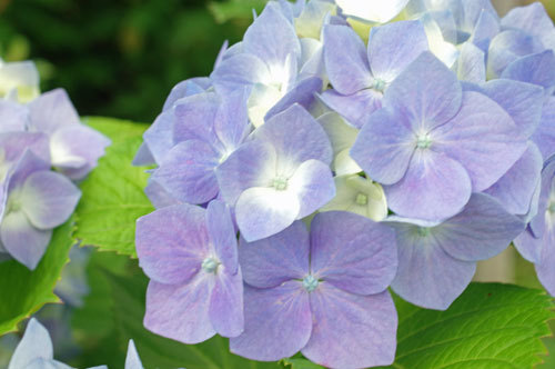 20180531ajisai.jpg