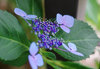 20180608ajisai2.jpg