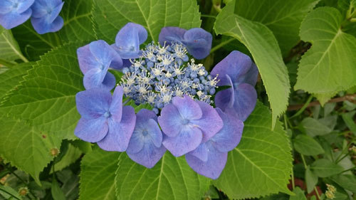 20180611ajisai.jpg
