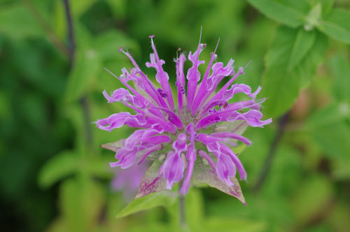 20180613monarda1.jpg