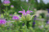 20180613monarda2.jpg