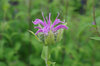 20180613monarda3.jpg