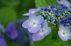 20180615ajisai2.jpg
