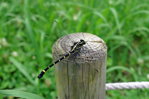 20180622tonbo.jpg