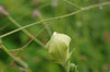 20180629kikyo.jpg