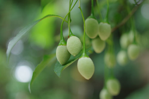 20180712seed.jpg