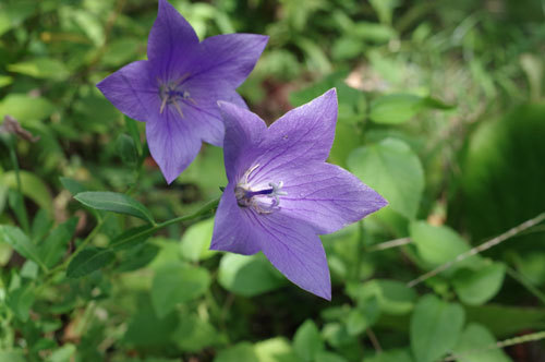 20180826kikyo.jpg