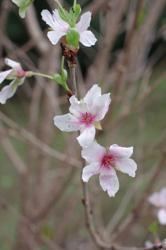 20180925kohiganzakura.jpg