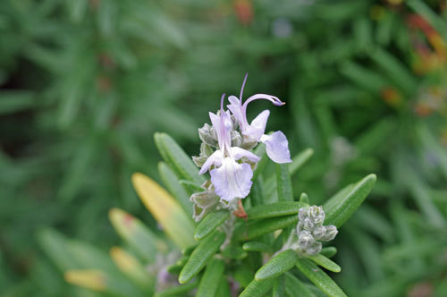 20180926rosemary.jpg