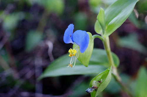 20180928tuyukusa.jpg