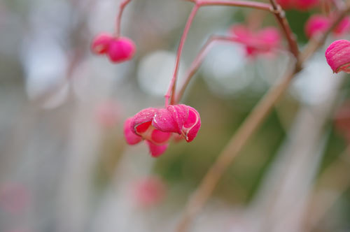20181122seed.jpg