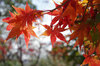 20181205momiji.jpg
