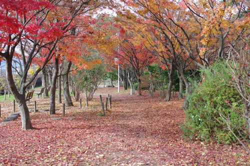20181205umekoji.jpg