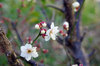 20180214hakubai2.jpg