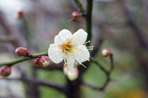 20190115hakubai.jpg