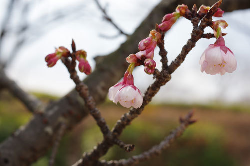 20190123kanzakura.jpg