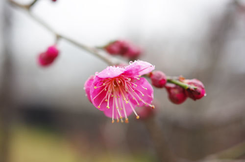20190131kobai.jpg